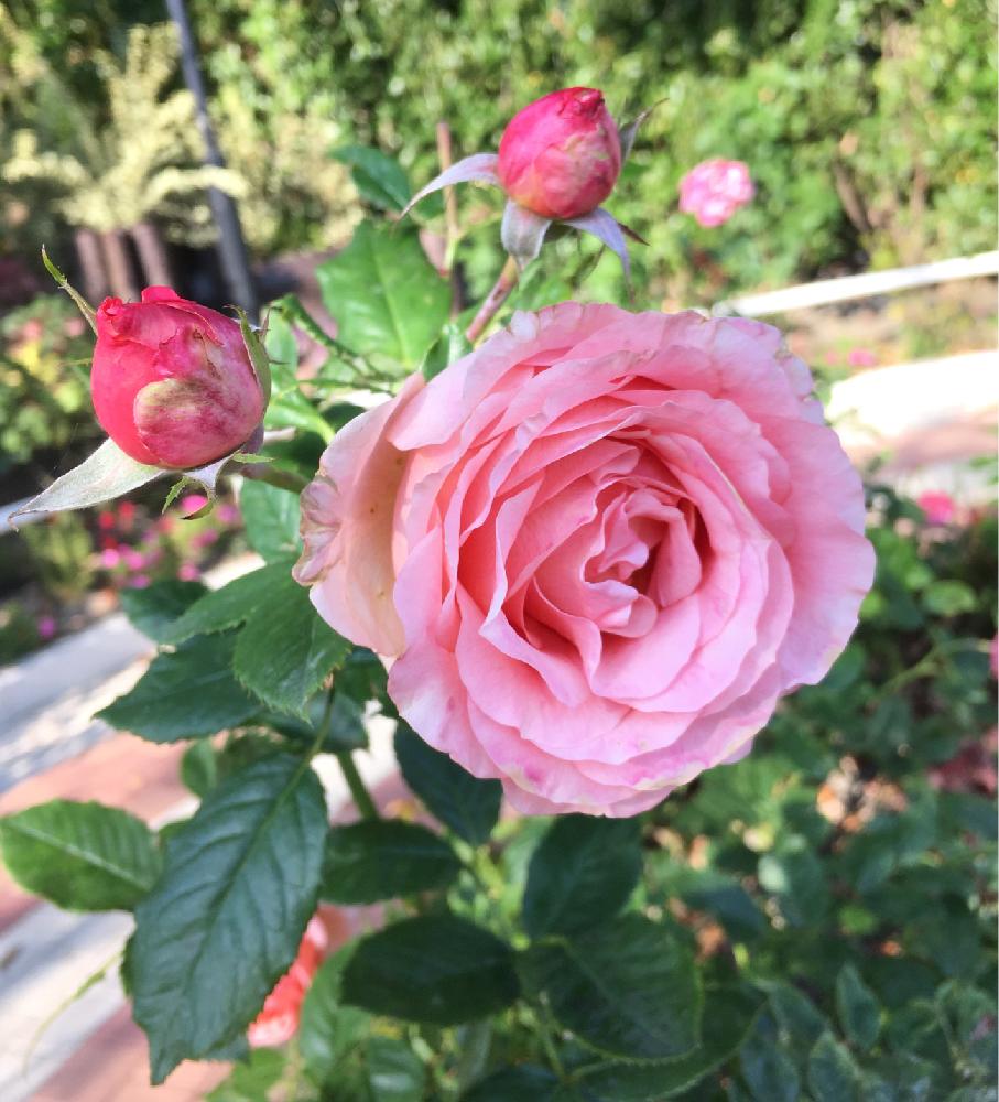 バラの投稿画像 By Blumeさん 杏奈とバラ 杏奈とかわいい とかわいいピンク色 17月11月5日 Greensnap グリーンスナップ