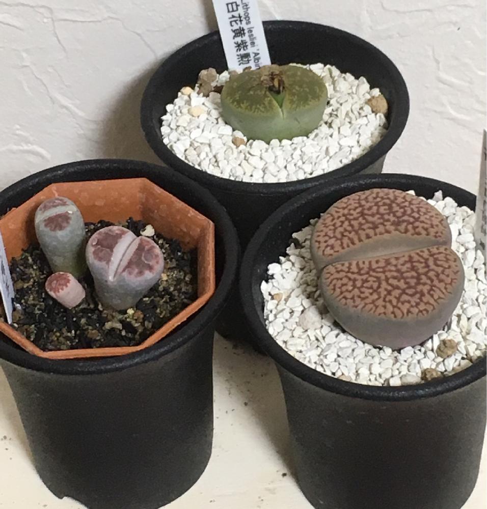 観葉植物 多肉植物 メセン リトープス 紅日輪玉 五大力とはまだ