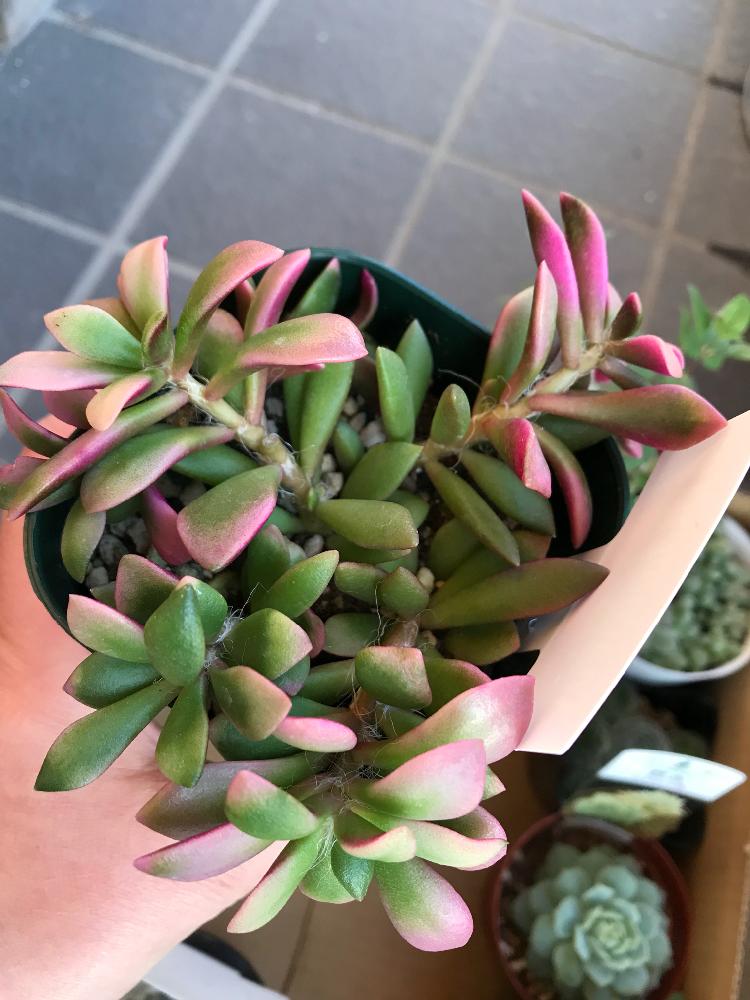 桜吹雪 アナカンプセロスの投稿画像 By ふわふわさん 植中毒と相談とエケベリア女子と多肉女子とタニラー 17月11月6日 Greensnap グリーンスナップ