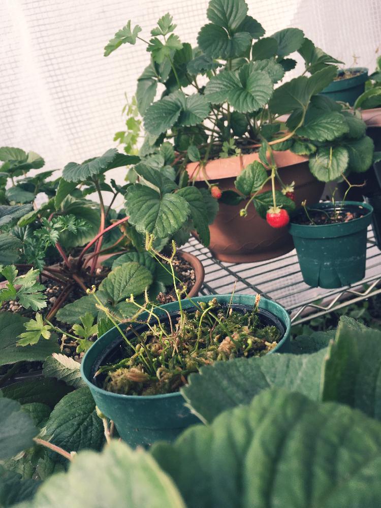 モウセンゴケの投稿画像 By Kochoo Mさん 四季なりイチゴとビニール温室と食虫植物 17月11月6日 Greensnap グリーンスナップ