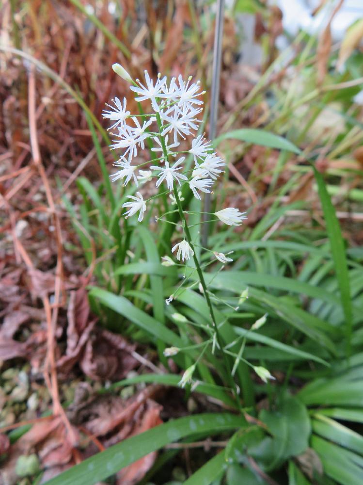 ハナセキショウの投稿画像 By 花子さん お出かけ先と花のある暮らしと花のある暮らし 17月11月6日 Greensnap グリーンスナップ Greensnap グリーンスナップ