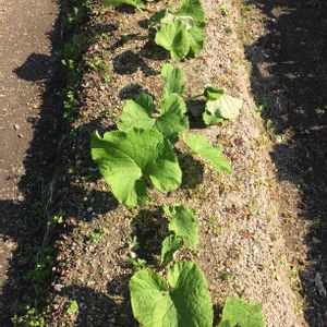 ゴボウ,はたけ,収穫,収穫物,自家製野菜の画像