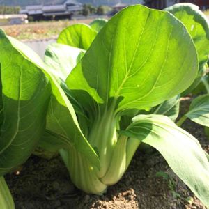 チンゲンサイ,はたけ,収穫,収穫物,自家製野菜の画像