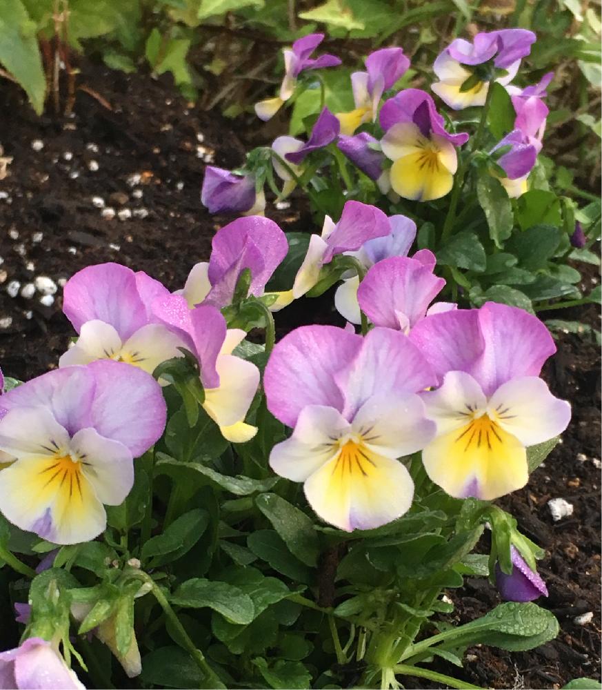 ビオラの投稿画像 By りりこさん ピンクレモンリップとビオラ パンジーと寒さに負けないでとどんどん咲いてねとビオラフローラルパワーピンクレモンリップと植中毒と花のある暮らしと緑のマーケット 17月11月7日 Greensnap グリーンスナップ