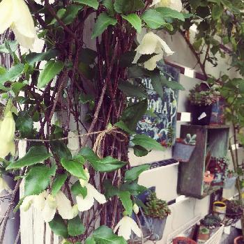 冬咲きクレマチス♪の画像 by がっちゃんママさん | 小さな庭と花のある暮らしと冬咲きクレマチス♪とジングルベル