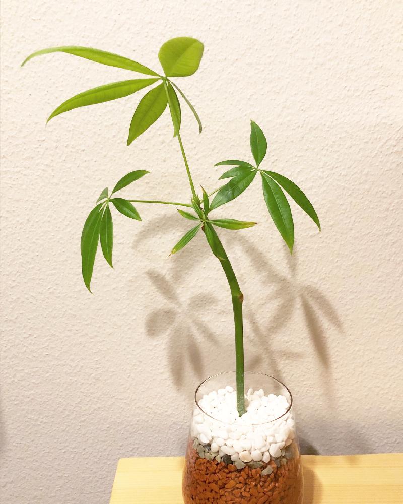 パキラの投稿画像 By はるひとさん セラミスと観葉植物 17月11月7日 Greensnap グリーンスナップ