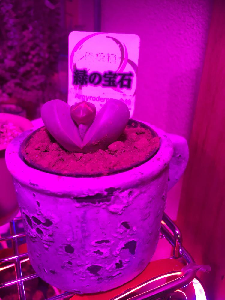 多肉植物の投稿画像 By ターボーさん メセンと植中毒と多肉デビューとエロライト 17月11月7日 Greensnap グリーンスナップ