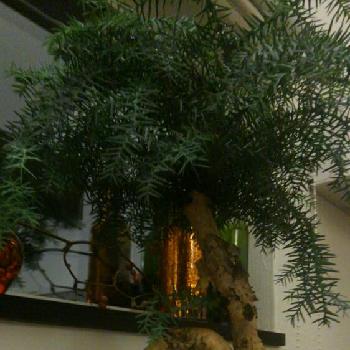 ナンヨウスギ （アローカリア）の画像 by デンドロンさん | 玄関とナンヨウスギ （アローカリア）と『玄関のお迎え植物』フォトコンテストと植中毒