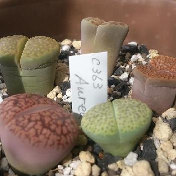 多肉愛は盲目の投稿画像一覧 Greensnap グリーンスナップ