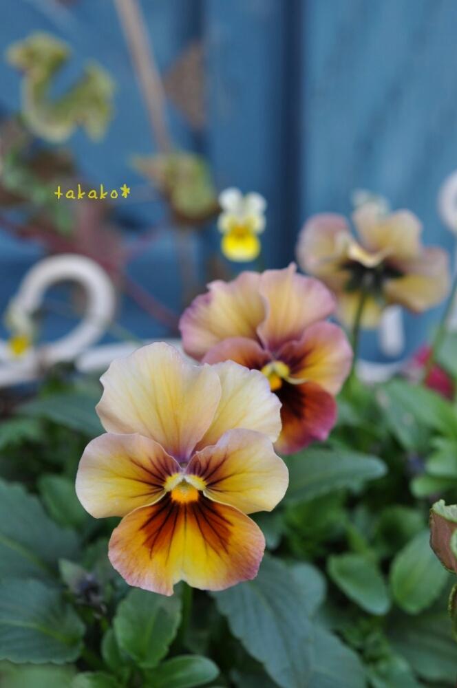 ビオラの投稿画像 By Takako さん マイクロビオラと秋いろとmon Jardin へようこそと楽しみと雪の下 で越冬と花のある暮らしとかわいいと北海道と パンジー ビオラ コンテスト 17月11月8日 Greensnap グリーンスナップ ビオラの投稿画像 By Takako さん マイクロビオラと秋いろとmon Jardin へようこそと楽しみと雪の下 で越冬と花のある暮らしとかわいいと北海道と パンジー ビオラ コンテスト 17月11月8日 Greensnap グリーンスナップ