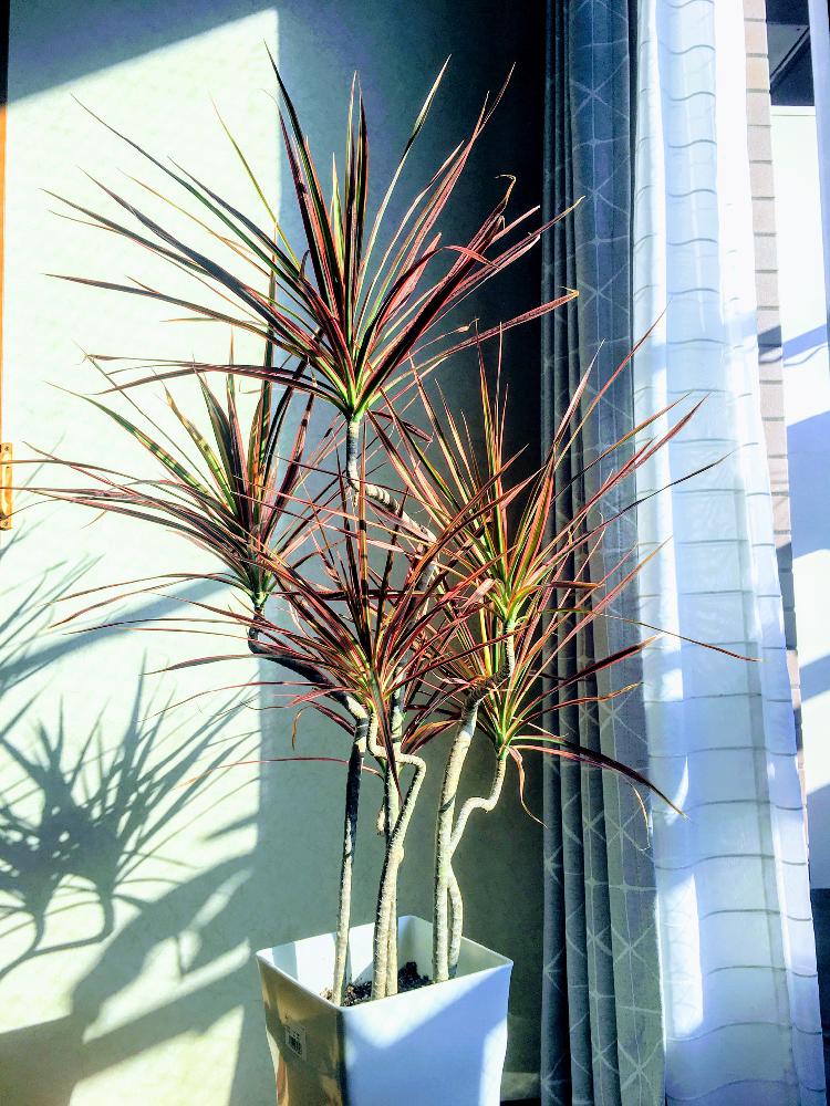 ドラセナコンシンネの投稿画像 By がーがあめこさん 花のある暮らしと観葉植物と室内 17月11月8日 Greensnap グリーンスナップ