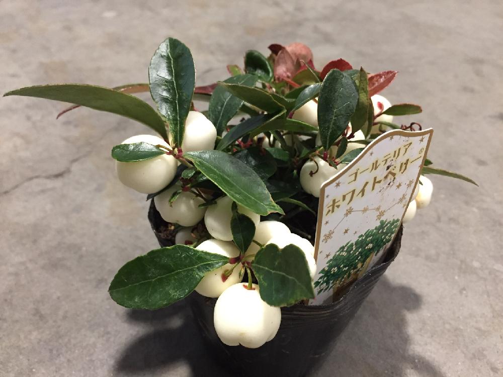 ゴテリア ホワイトベリーの投稿画像 By Yuji349さん 寄植えと花のある暮らし 17月11月9日 Greensnap グリーンスナップ