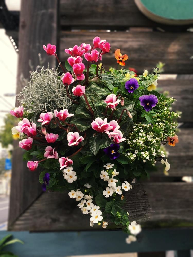 ガーデンシクラメン寄せ植えの投稿画像 By 由良さん 今日の一枚と今日のお花とガーデンシクラメンハンギングと咲いた 2017月11月9日 Greensnap グリーンスナップ