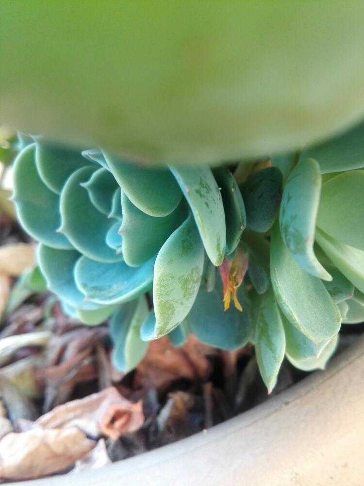 多肉植物は繁殖力凄い Greensnap グリーンスナップ