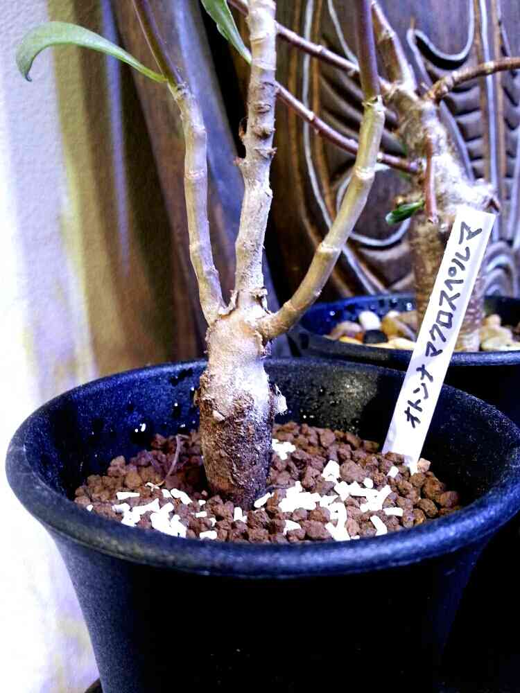 オトンナ マクロスペルマの一覧｜🍀GreenSnap（グリーンスナップ）