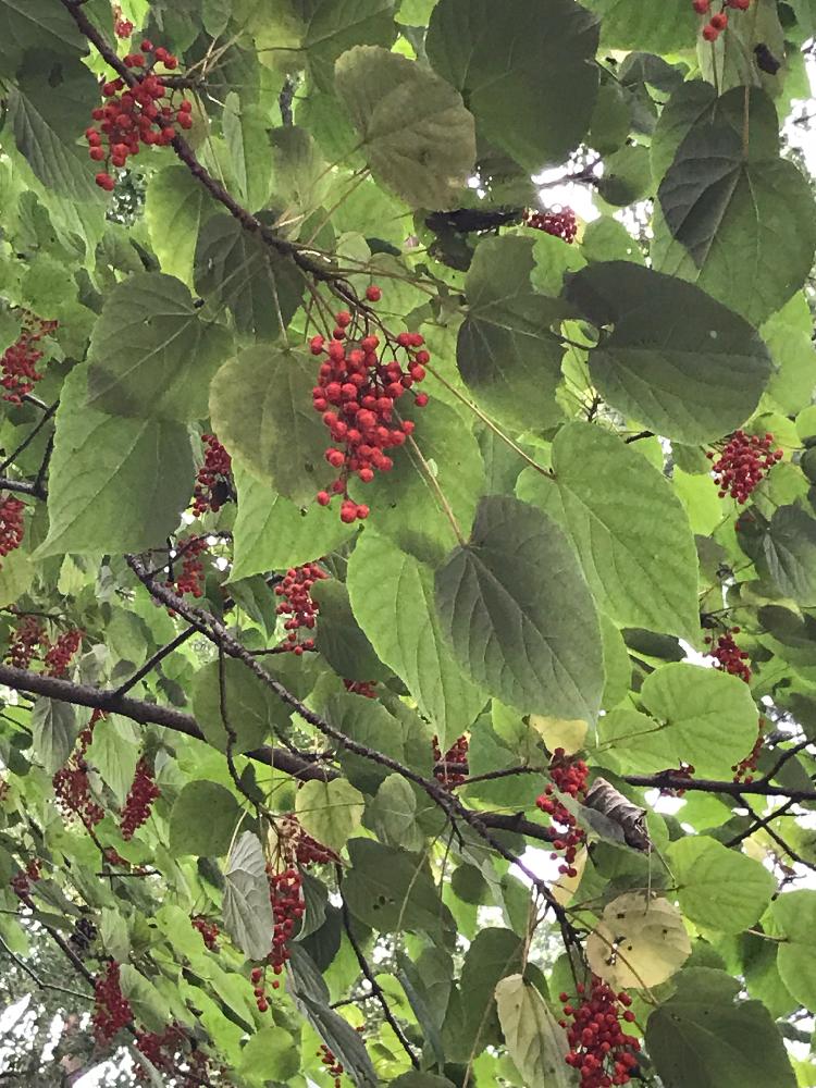 近所の公園の投稿画像 By Hanaミズキさん 赤い実と大きな木とこの 木なんの木 とイイギリの実 17月11月10日 Greensnap グリーンスナップ