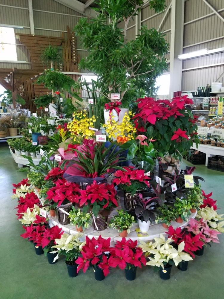 花好き Vの投稿画像 By みよさん 寄せ植と観葉植物と花工場と今日のお花と鉢花と多肉女子といけばなと岸和田市内畑町とお花好きとお花屋さんと切り花 17月11月10日 Greensnap グリーンスナップ