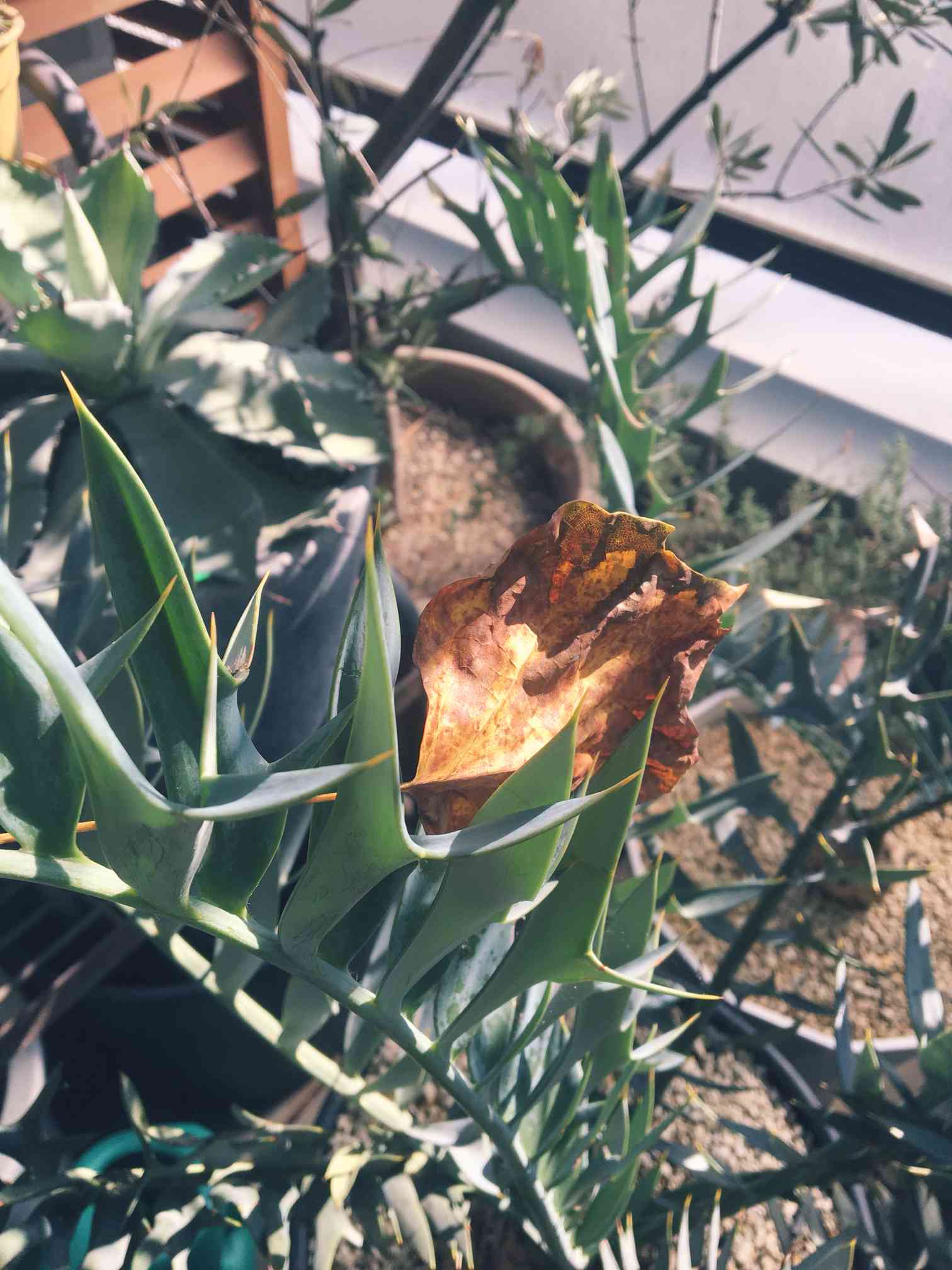 エンセファラルトス トリスピノーサスの一覧｜🍀GreenSnap（グリーン