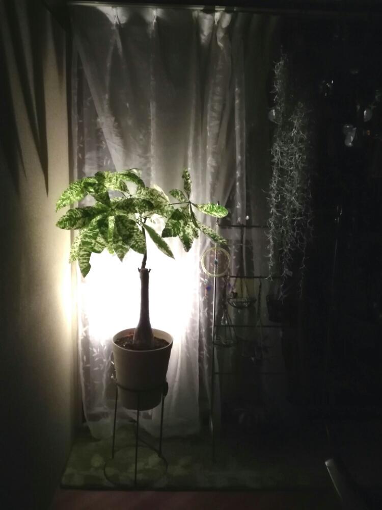 パキラの投稿画像 By Neruさん パキラ 斑入り とパキラ ミルキーウェイと ライトアップグリーン フォトコンテスト 17月11月10日 Greensnap グリーンスナップ