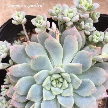 吉本花城園 の投稿画像一覧 Greensnap グリーンスナップ