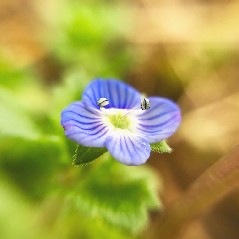 オオイヌノフグリの投稿画像 By Dragonflyさん 花のある暮らしとiphone撮影と雑草と植中毒とマクロ撮影とキャンドゥマクロレンズとマクロレンズ 17月11月11日 Greensnap グリーンスナップ オオイヌノフグリの投稿画像 By Dragonflyさん 花のある暮らしとiphone撮影と雑草と植中毒とマクロ撮影とキャンドゥマクロレンズとマクロレンズ 17月11月11日 Greensnap グリーンスナップ
