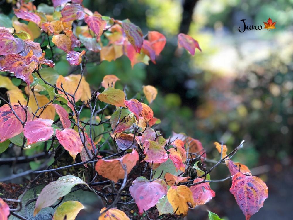 ヤマボウシの投稿画像 By Junoさん 紅葉 コンテストと紅葉 こうよう と実家の庭 17月11月11日 Greensnap グリーンスナップ