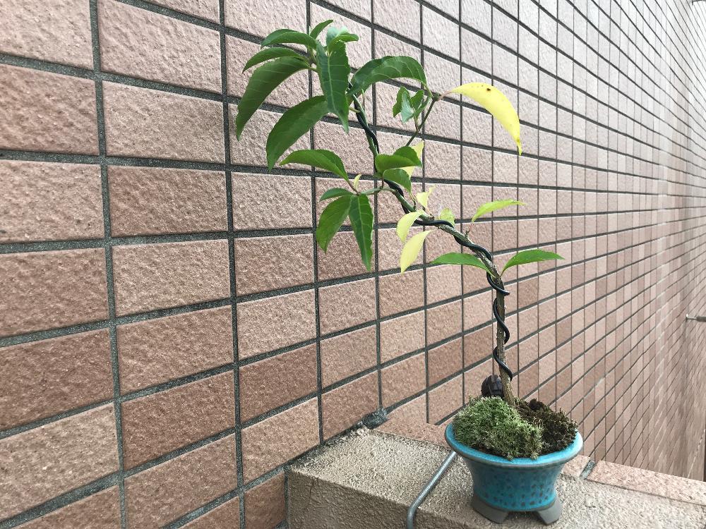 コマユミの投稿画像 By Akitoryoさん 盆栽と小品盆栽と紅葉 こうよう 17月11月11日 Greensnap グリーンスナップ