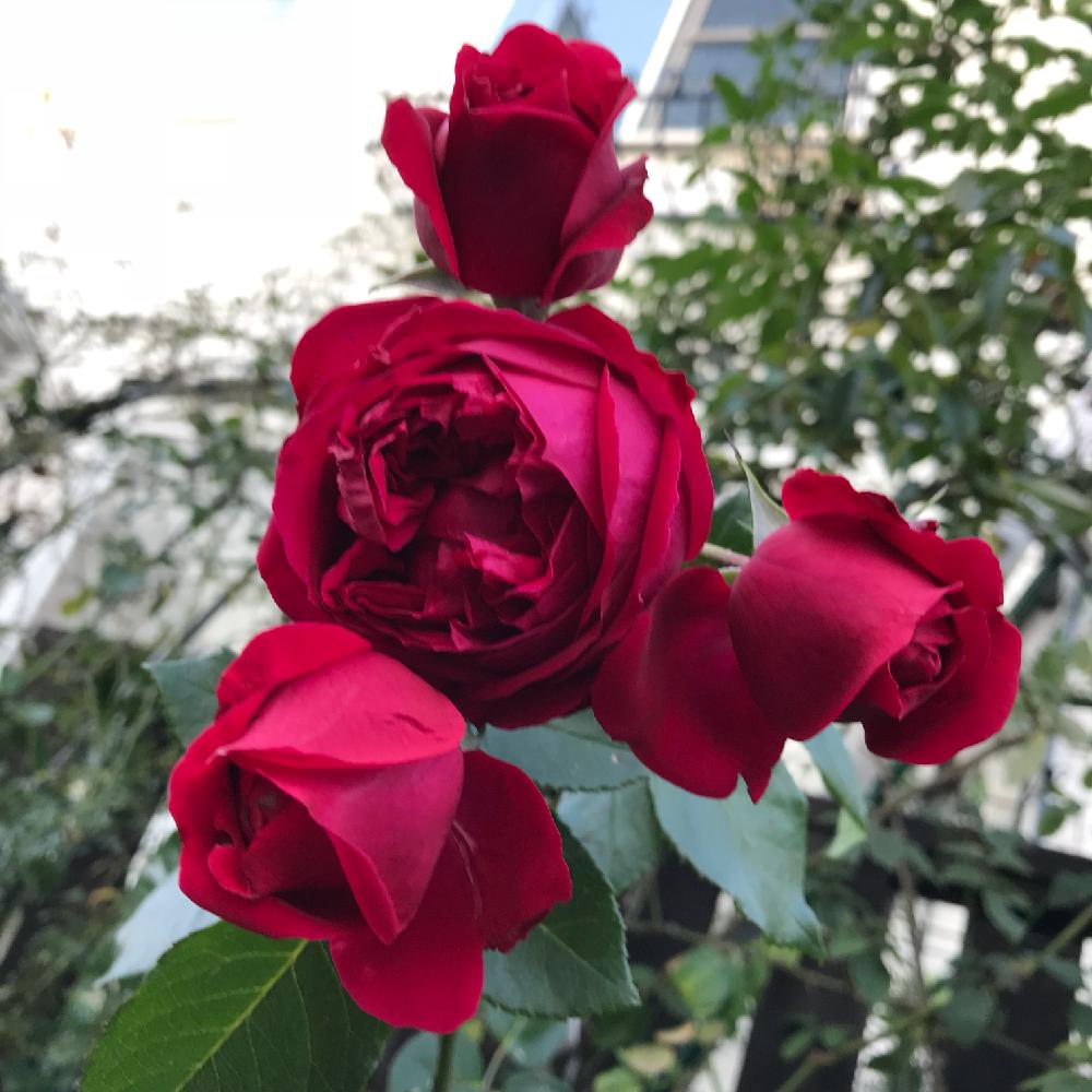 濃いピンク色の投稿画像 By 松ぼっくりさん 花持ちが良いと毎年植え替えと素敵なバラと大好きとたくましいやつときれいとうれしい と鉢植えと花のある暮らしと秋の花 17月11月12日 Greensnap グリーンスナップ
