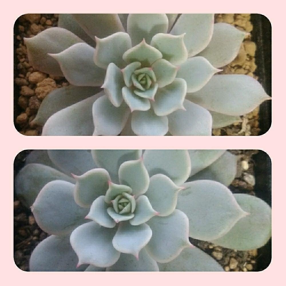 デレッセーナの投稿画像 By Miyabi さん ローラと多肉植物とデレッセーナ エケベリアと ローラと似てると多肉初心者 17月11月12日 Greensnap グリーンスナップ