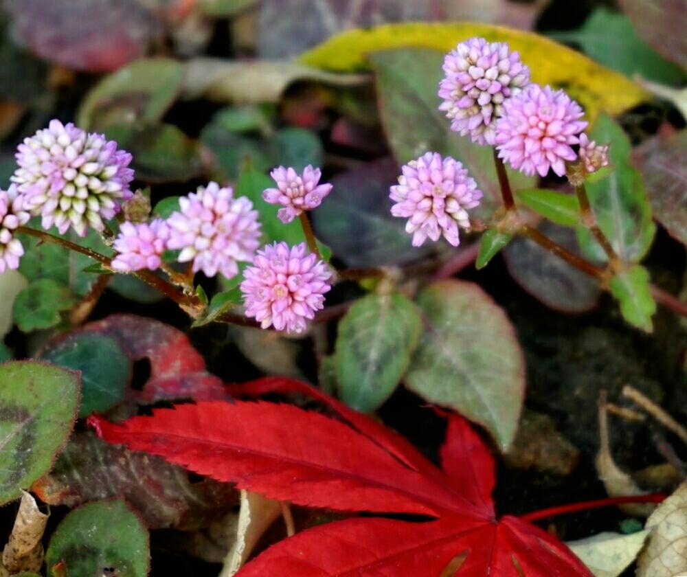 ヒメツルソバの投稿画像 By Mint Teaさん 写真とピンクの花と 紅葉 コンテストと丸い花とお気に入り と花壇と元気な花とガーデニングと秋の花と地植え 17月11月12日 Greensnap グリーンスナップ