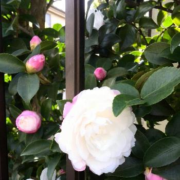 白のサザンカの投稿画像一覧 Greensnap グリーンスナップ