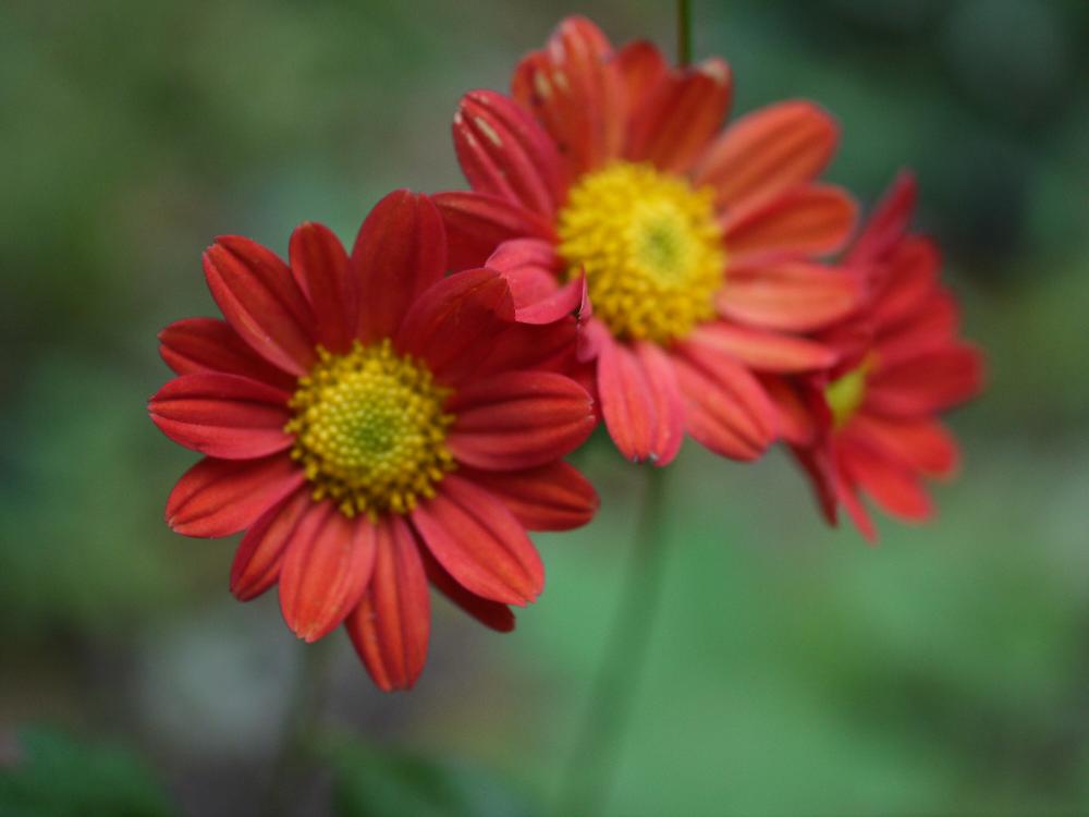小菊の投稿画像 By Snowrabbitsさん 花のある暮らしと秋の花と庭の花と赤い花と今日の花 17月11月12日 Greensnap グリーンスナップ