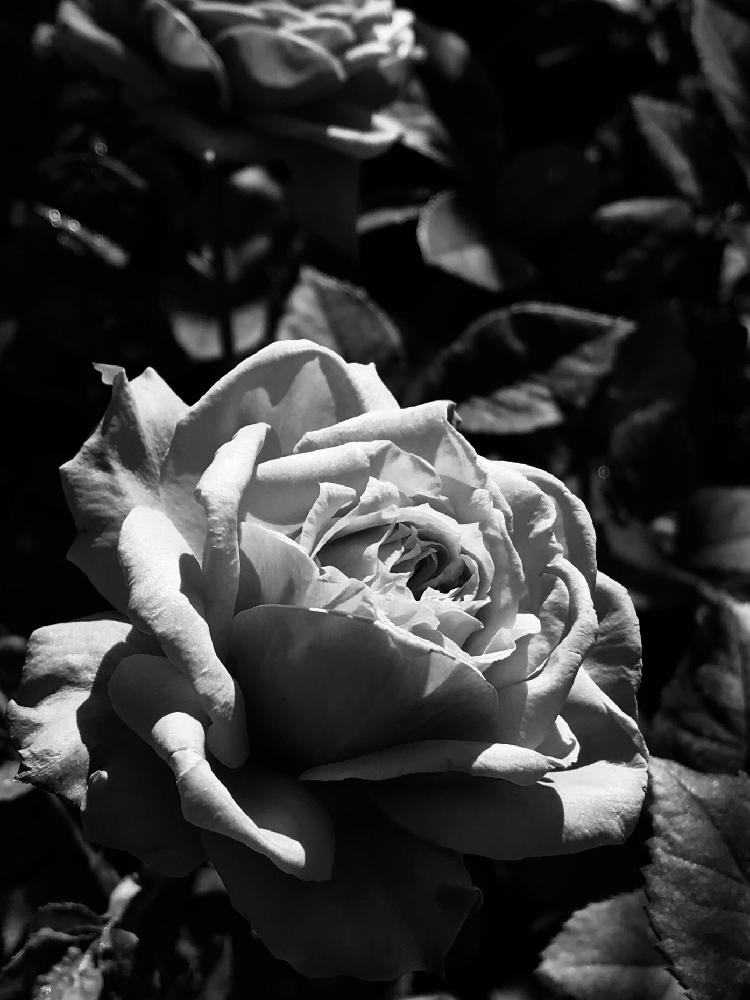 バラの投稿画像 By あおねこさん みやびと薔薇愛同盟とモノクロと色の無い世界 17月11月12日 Greensnap グリーンスナップ