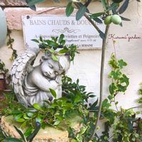 オリーブ,ミルタス,ギンバイカ,オリーブの実,ギンバイカ(マートル)の画像