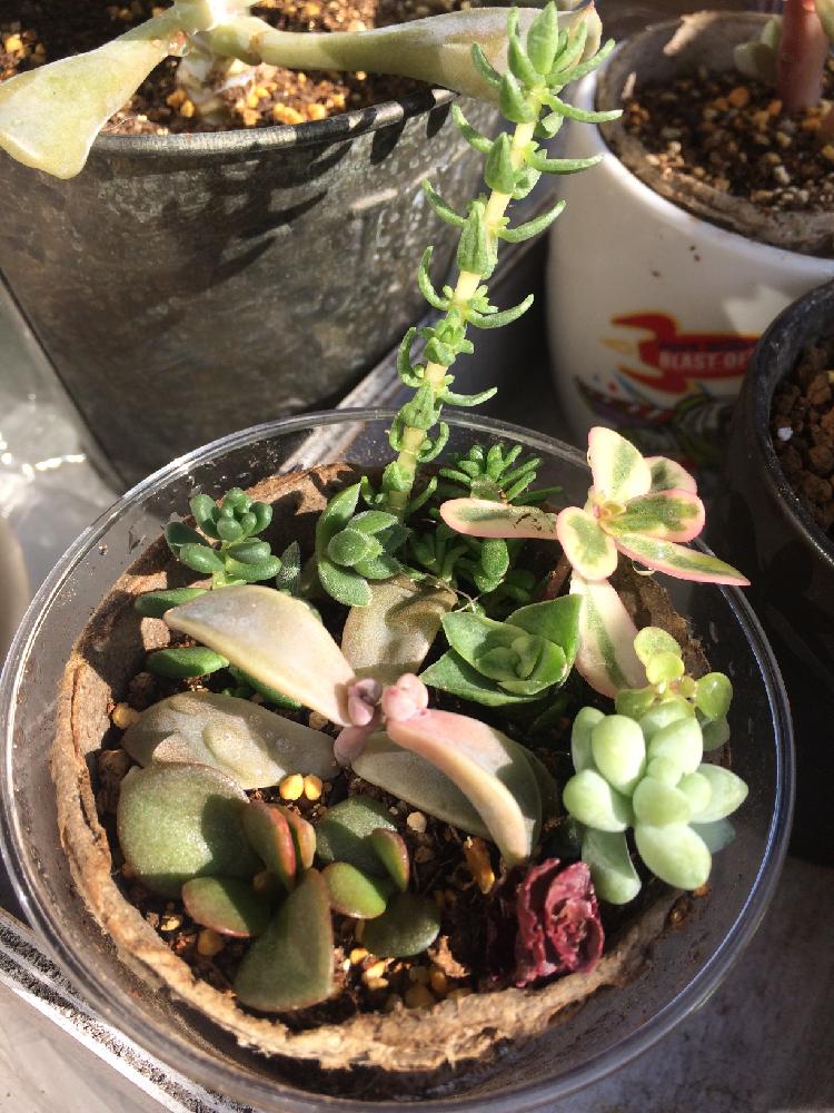 金のなる木の投稿画像 By Sa X Raさん ドラゴンズブラッドと朧月とレフレクサムと白花タイトゴメと増やしたい と植中毒とタニラーと花のある暮らしとアウトドアリビングと多肉寄せ植えとバルコニスト 17月11月13日 Greensnap グリーンスナップ