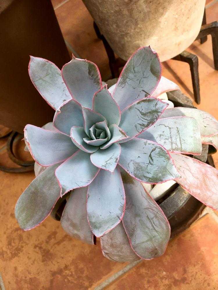 Echeveria cante｜🍀GreenSnap（グリーンスナップ）