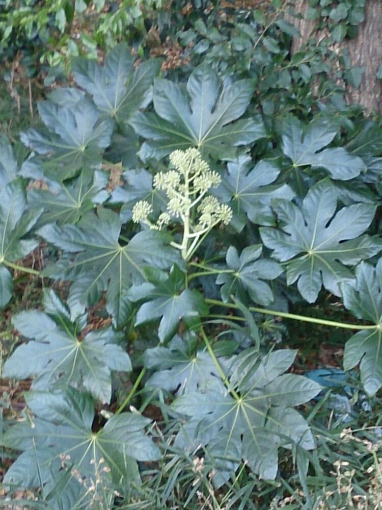 お出かけ先の投稿画像 By Ryo さん 気になった植物とヤツデ てんぐのおううちわ とgreenと観葉植物と気になった植物とgreenと観葉植物 17月11月13日 Greensnap グリーンスナップ Greensnap グリーンスナップ