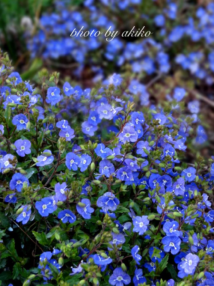 ベロニカオックスフォードブルーの投稿画像 By Akiko さん 満開と青い花と植中毒と過去の写真と花のある暮らしとグランドカバーと主張がすごい 17月11月13日 Greensnap グリーンスナップ