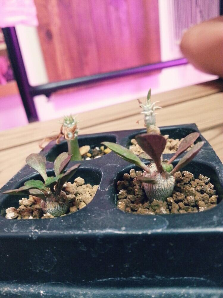 ユーフォルビア デカリーの投稿画像 By デュークさん 葉芸とみどりのある暮らしと観葉植物とボタニカルライフと梅雨に負けないとコーデックスと芋芸と植中毒と実生記録と実生と塊根植物とトゲトゲのある暮らしと 花のある暮らしと木浴とお芋とバルコニスト 17月11月13