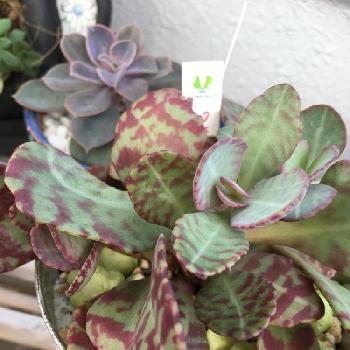 吉本花城園 の投稿画像一覧 Greensnap グリーンスナップ