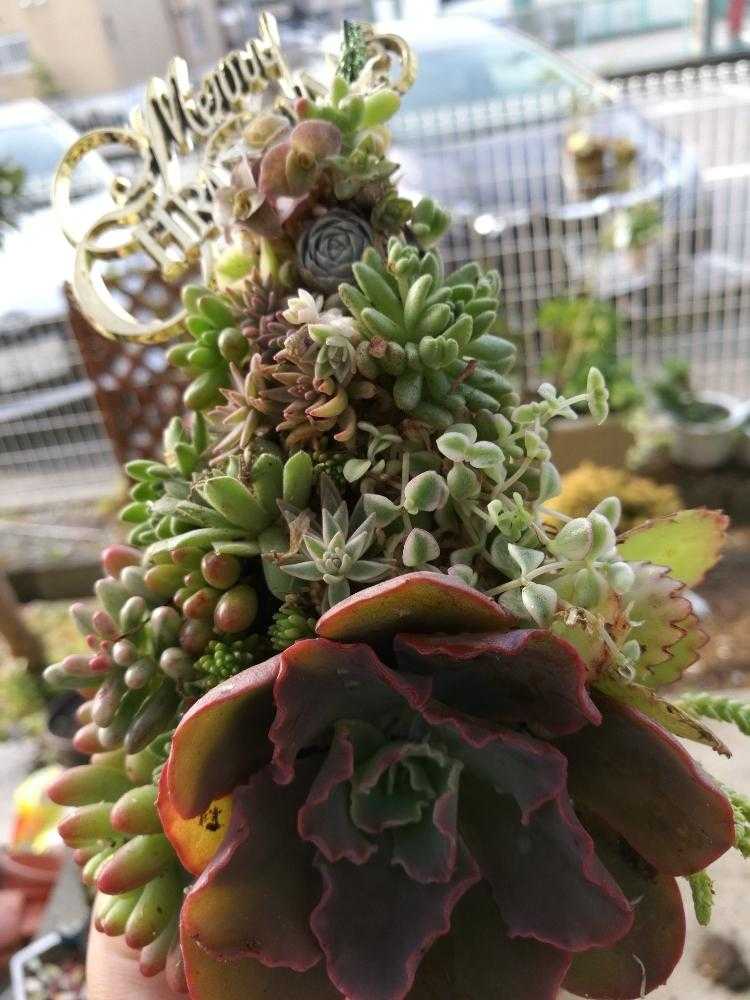 ちーさんのクリスマスツリー🎄 tomoバージョン。｜🍀GreenSnap