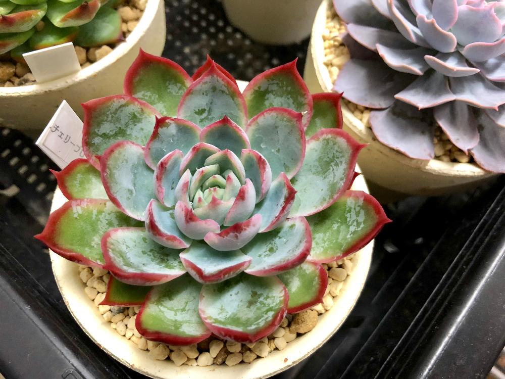 多肉植物 チェリーブロッサム 錦玉園 抜き苗