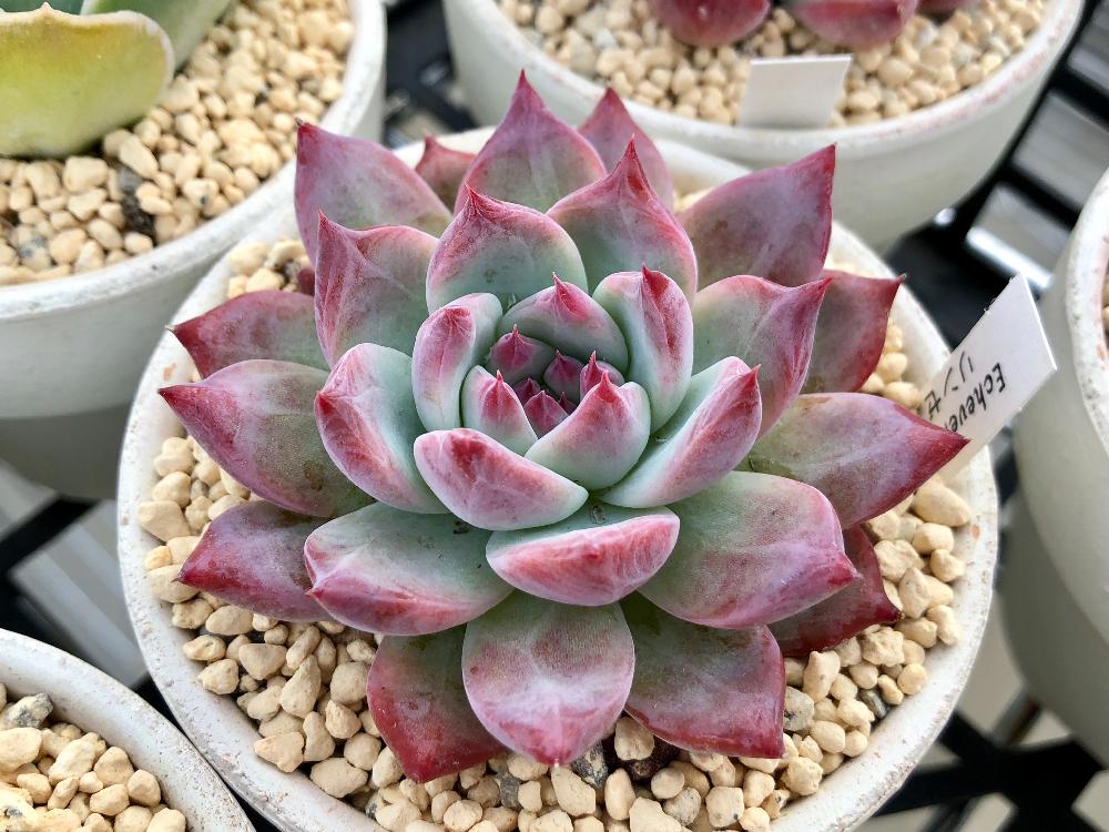 札付き✨ぼのぼのさん苗(⁠^⁠^⁠) 【公式通販】