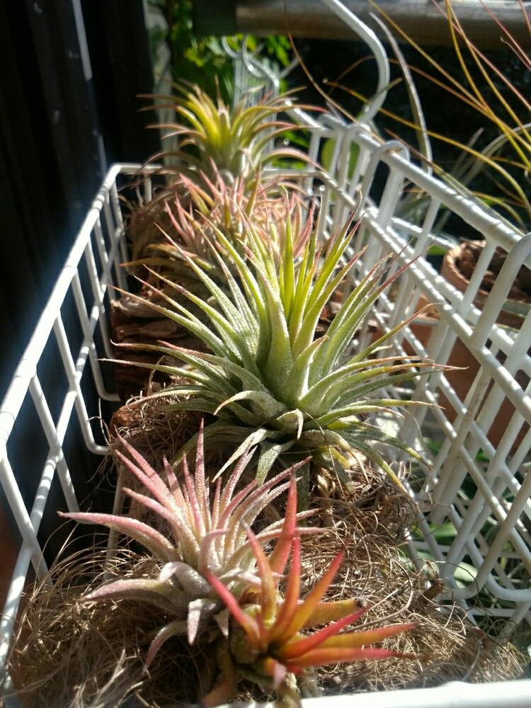 チランジア イオナンタイオナンタの投稿画像 By しまくまさん チランジア イオナンタ ルブラとチランジア イオナンタ フエゴとイオナンタ ダイソーと冬季屋内組 17月11月15日 Greensnap グリーンスナップ