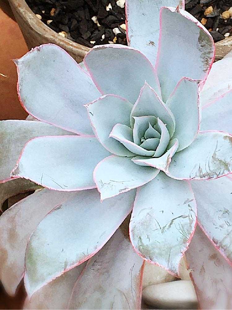 Echeveria cante｜🍀GreenSnap（グリーンスナップ）