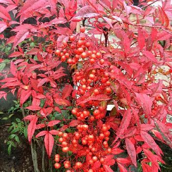関西は晴れの画像 by ギボウシさん | 小さな庭と南天と『紅葉』コンテストと関西は晴れとあかい実❤️と『赤色植物』コンテスト
