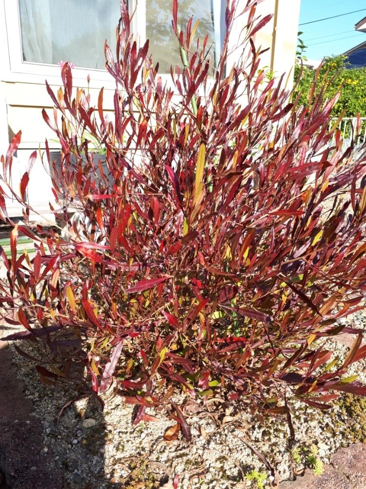 ドドナエア ポップブッシュ プルプレアの投稿画像 By かずままさん 紅葉 こうよう と植物のある暮らし 17月11月15日 Greensnap グリーンスナップ