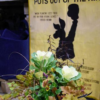 『パンジー・ビオラ』コンテストの画像 by kusakiさん | 玄関とビオラとハボタンと寄せ植えと園芸店と『玄関のお迎え植物』フォトコンテストとグリーンギャラリーガーデンズと八王子と花のある暮らしと『パンジー・ビオラ』コンテスト