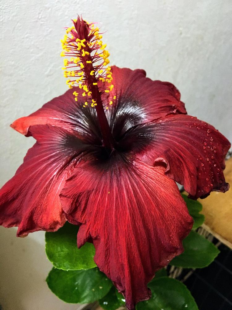 ハイビスカスの投稿画像 By デイジーさん ハイビスカス クレオパトラ 17月11月15日 Greensnap グリーンスナップ