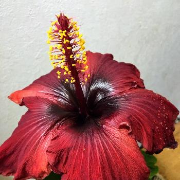 ハイビスカスの投稿画像一覧 Greensnap グリーンスナップ